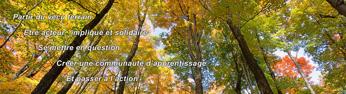foret4